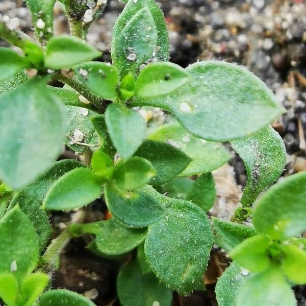 Arenaria serpyllifolia ഇല