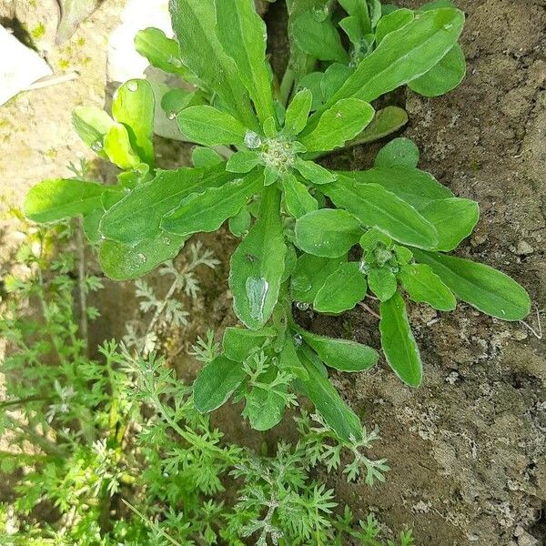 Gamochaeta pensylvanica Blad