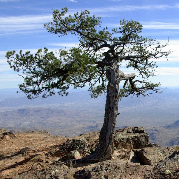 Pinus cembroides Pokrój