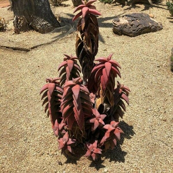 Aloe pearsonii Frunză