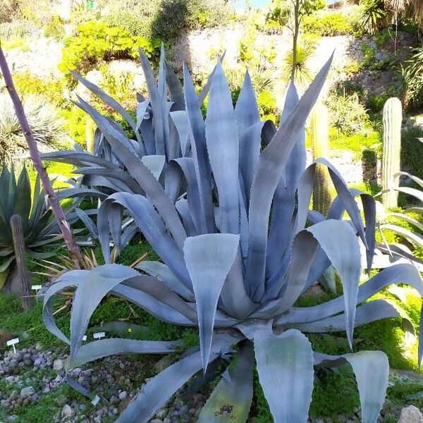 Agave americana Агульны выгляд