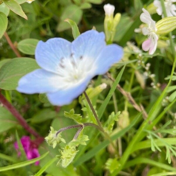 Nemophila menziesii List