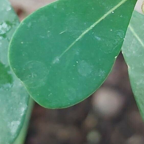 Ficus lingua Blad