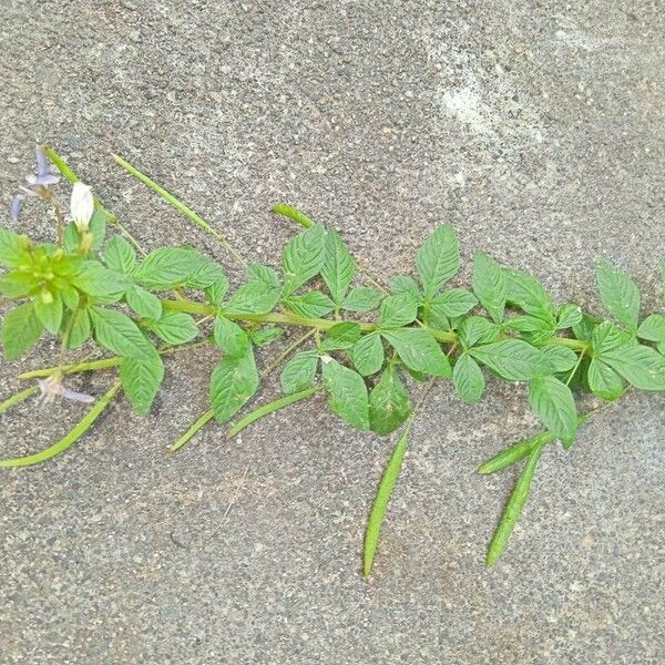 Cleome rutidosperma Fruit