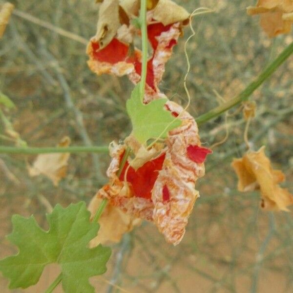 Momordica balsamina Fruit