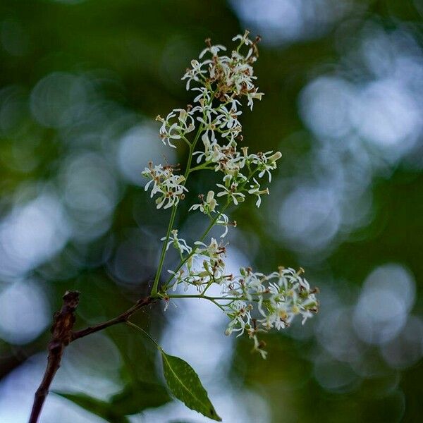 Azadirachta indica Квітка