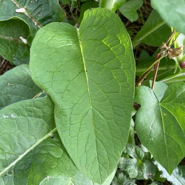 Symphytum officinale Leaf