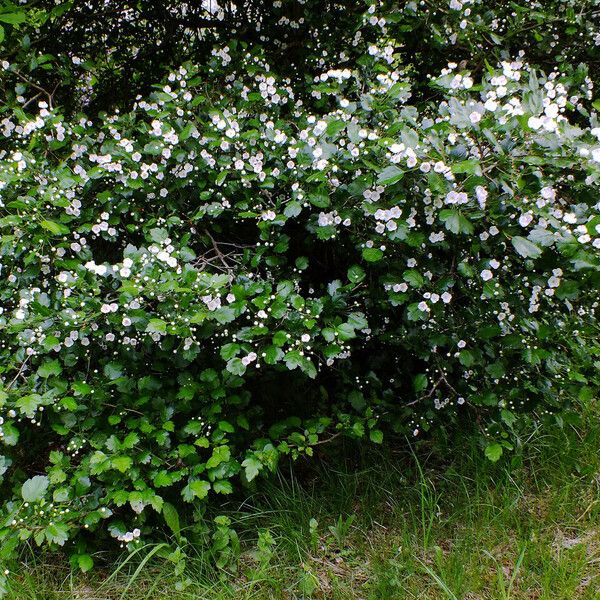 Crataegus × media Habitus