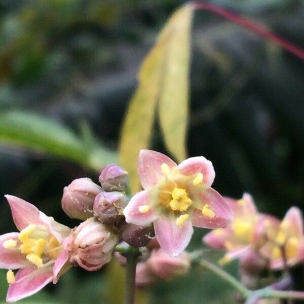 Manihot esculenta Blüte