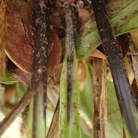 Asplenium africanum その他の提案