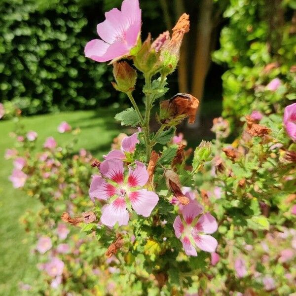 Anisodontea capensis Costuma