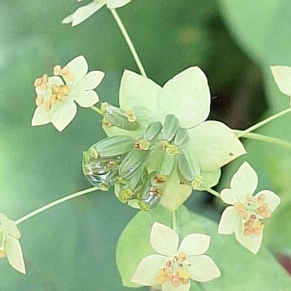 Bupleurum longifolium Fruit