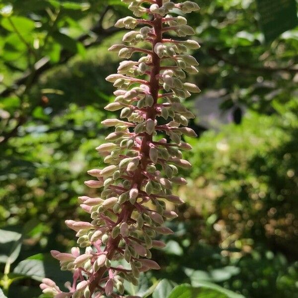 Aesculus californica Flower