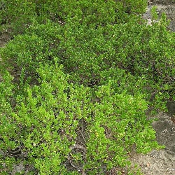 Lumnitzera racemosa Habit