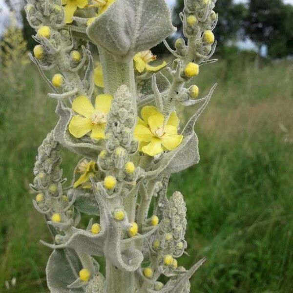 Verbascum pulverulentum Flower