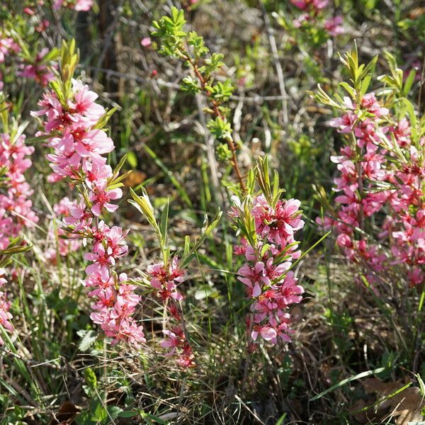 Prunus tenella Habitus