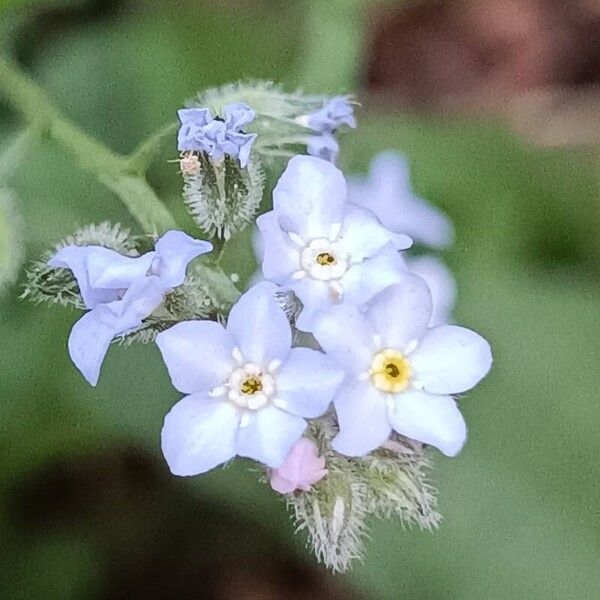 Myosotis latifolia ᱵᱟᱦᱟ