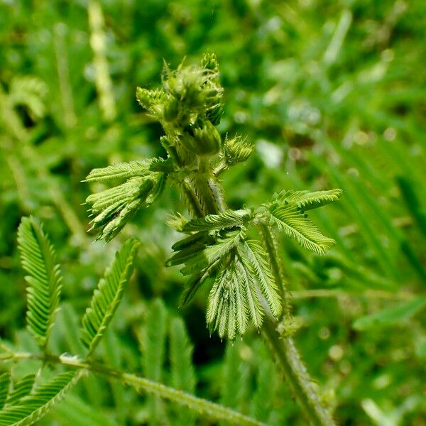 Mimosa diplotricha Lehti