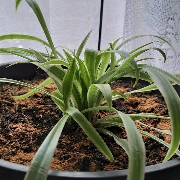 Chlorophytum capense 葉