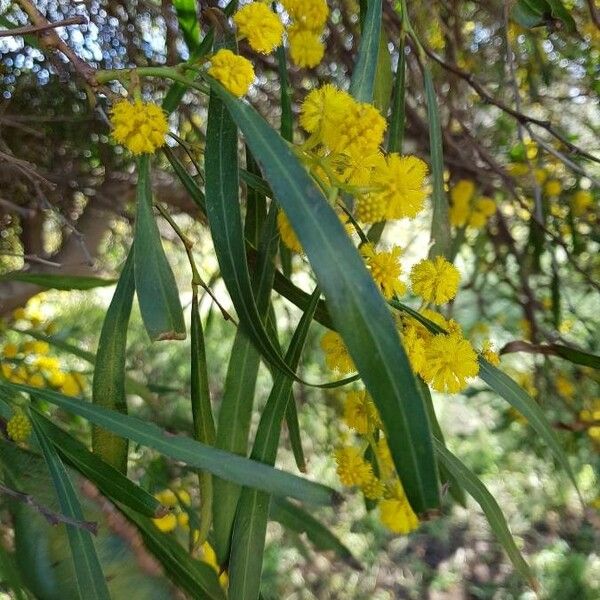 Acacia retinodes Цвят