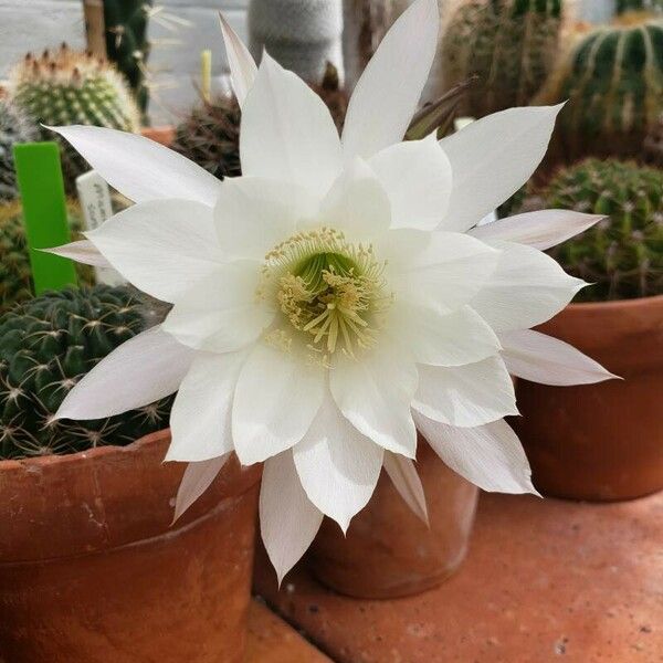 Lobivia ancistrophora Flower