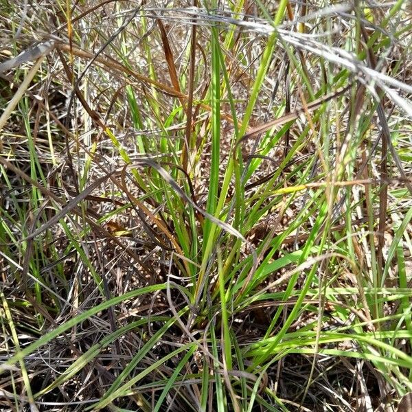 Cyperus niveus Foglia