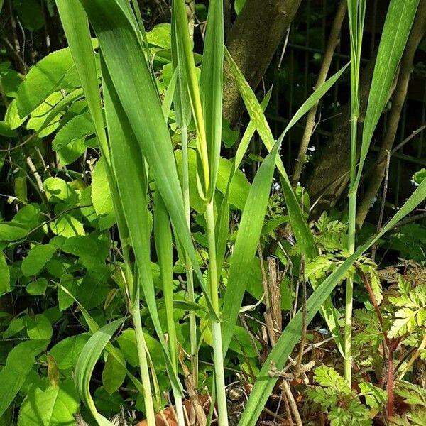 Phalaris arundinacea Deilen