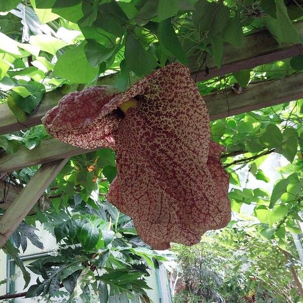 Aristolochia gigantea Flower