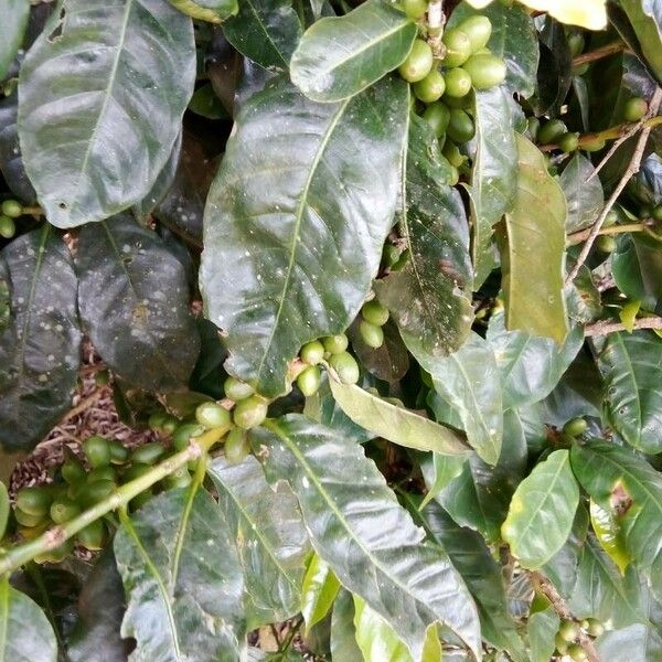 Coffea arabica Frucht