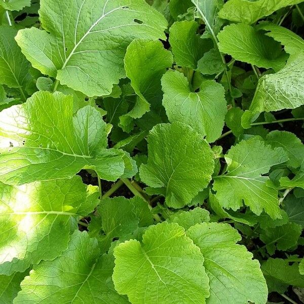 Brassica juncea Характер