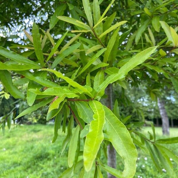 Quercus phellos Hostoa