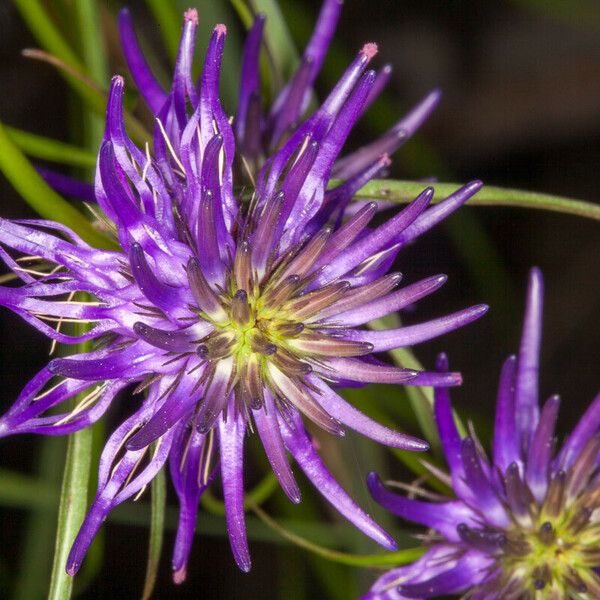 Phyteuma scheuchzeri 花