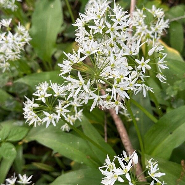 Allium ursinum Flor