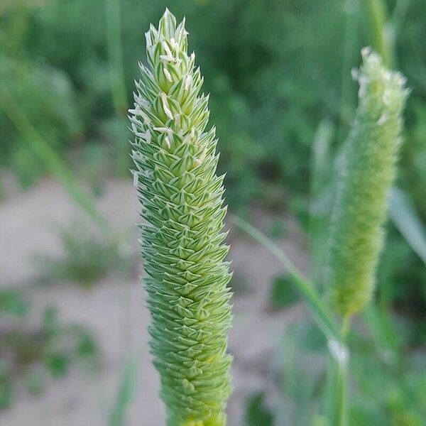 Phalaris minor Flower