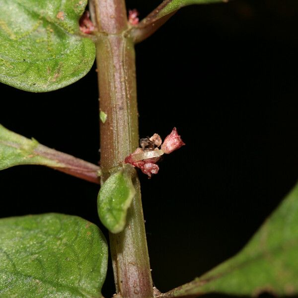 Pilea imparifolia Çiçek