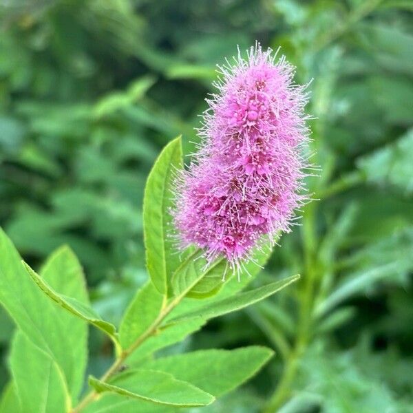 Spiraea salicifolia 花