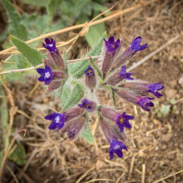 Anchusa undulata 花