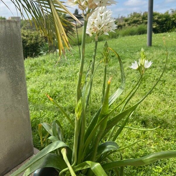 Ornithogalum thyrsoides Casca