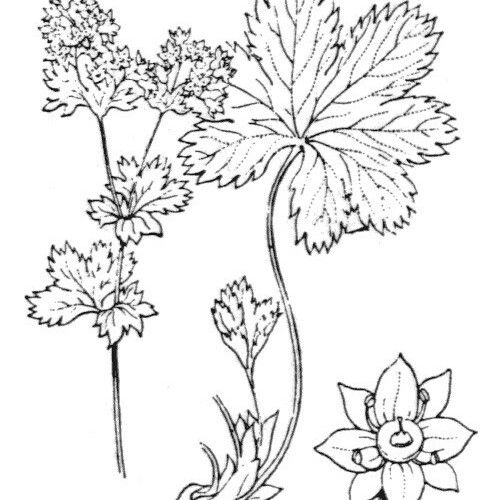 Alchemilla fissa Other