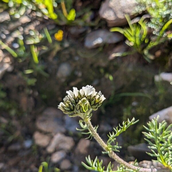 Achillea atrata 花