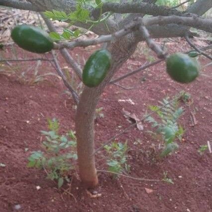 Spondias purpurea Fruit