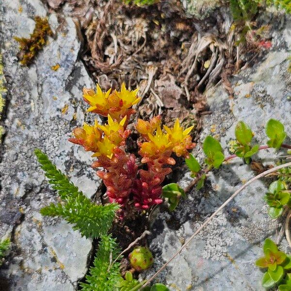 Sedum annuum Levél