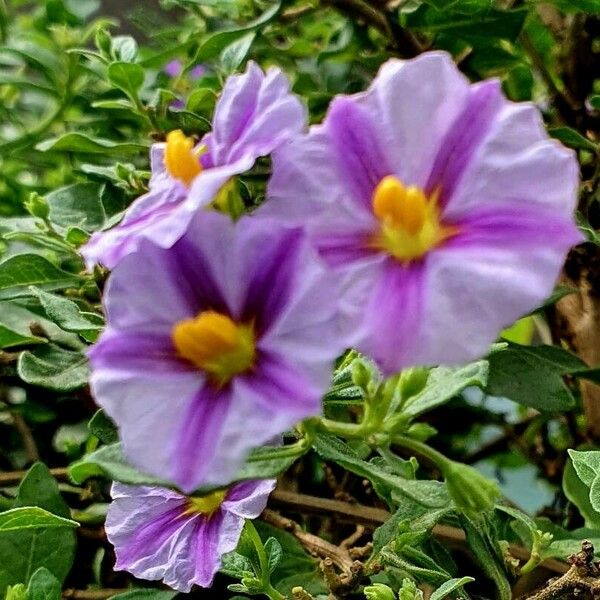 Lycianthes lycioides Flower