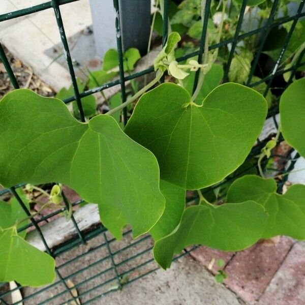 Aristolochia ringens Leaf