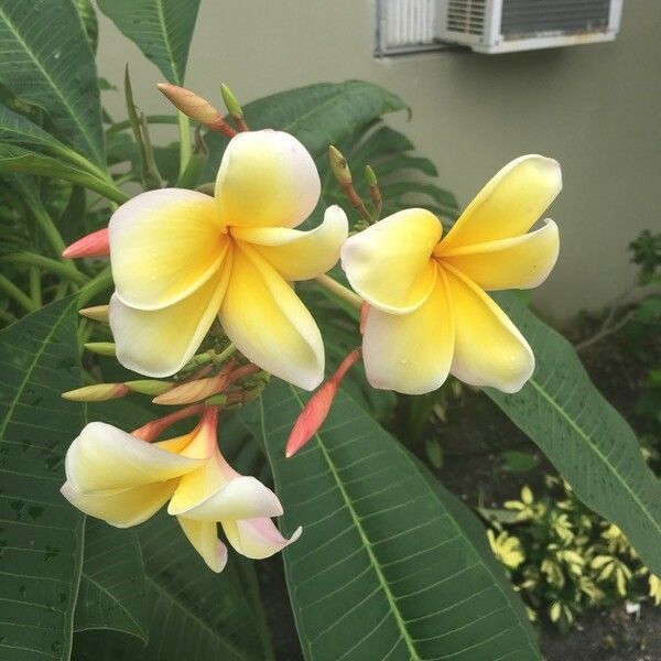 Plumeria rubra പുഷ്പം