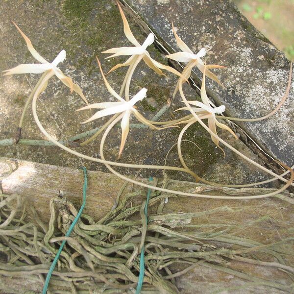 Aerangis bouarensis 整株植物