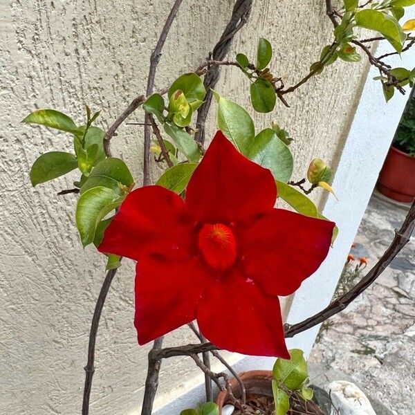 Mandevilla sanderi Floro