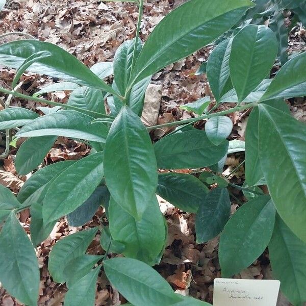 Ardisia humilis Лист