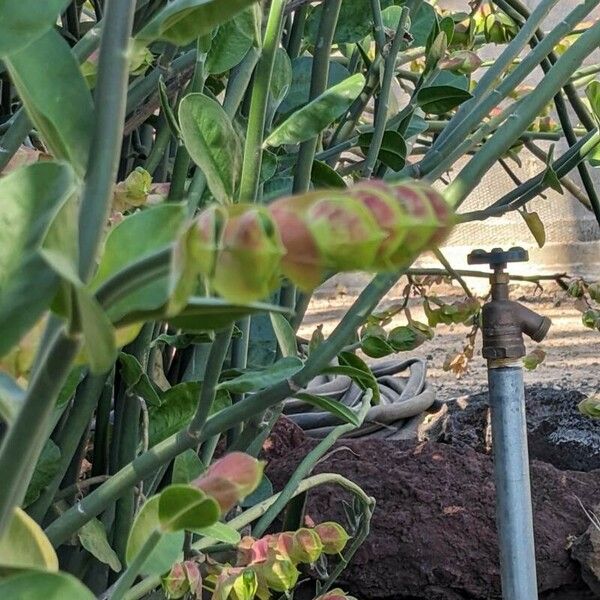 Euphorbia bracteata Flower