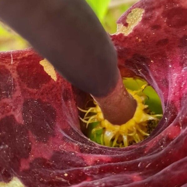 Arum dioscoridis Lorea